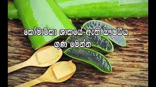 Komarika wala guna  කෝමාරිකා ශාකයේ ගුණ [upl. by Nosrac]