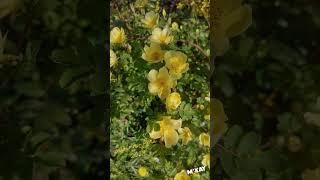 Yellow Flowers April England 英倫四月花 Primula Barberry Yellow Rose Windflowers Seals and Crofts [upl. by Nogaem]