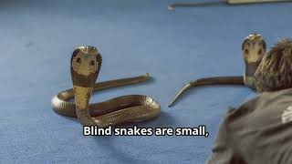 Are Blind Snakes Dangerous Can We Pet Them  The Truth About Blind Snakes Friends or Foes cobra [upl. by Idet]