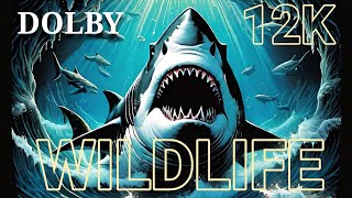 WILDLIFE THE ¦ Dolby Vision  8k video 12K HDR 60fps film movie 2024 [upl. by Yahsat]