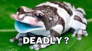 Deadly Frogs That Are ALSO Pretty [upl. by Raimundo]