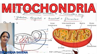 Mitochondria structure functions [upl. by Onaicram769]