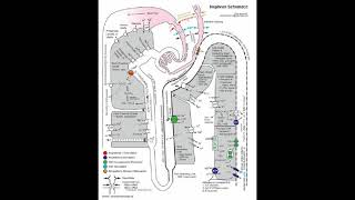 Kidney renal tubules [upl. by Yroggerg960]