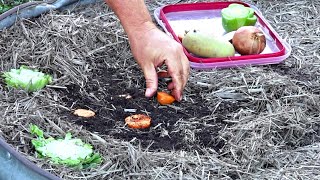 What Happens When You REGROW Vegetables From Kitchen SCRAPS in the Garden [upl. by Shields]