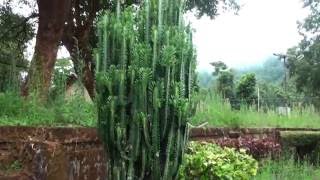 Cactus Euphorbia lactea [upl. by Kylen]