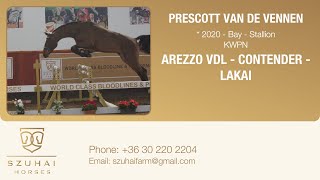 AREZZO VDL x CONTENDER 2020 STALLION HORSE FOR SEL [upl. by Hanako]