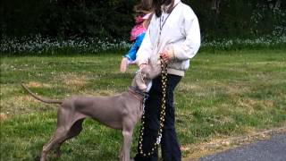 Weimaraner loose lead walking training loose leash and control in a highly reactive dog [upl. by Roxana]