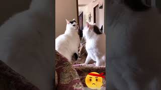 Bagarre de chats chat chatdrole pourtoi foryou funny funnyshorts funnyvideo funnycats [upl. by Berty]