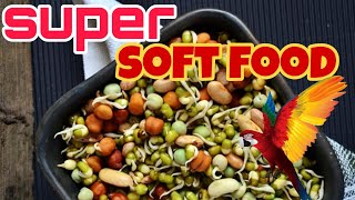 best soft food for ALB and Cockatiel  best soft food for fast bird baby growth  birdsoftfood [upl. by Yehc]