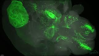 Whole mouse brain with single cell resolution [upl. by Yetti240]