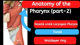 19 Anatomy of the Pharynx part 2 [upl. by Lenor]