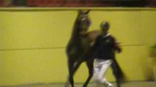 Swedish Warmblood Newly approved stallions 2009 part 1 [upl. by Lebasiram579]