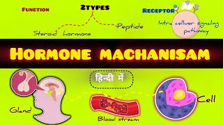 होर्मोन क्रियाविधिmachanisam Of Hormone In HindiHormone Full Details Hindi Hormone Ki Kriyavidhi [upl. by Niraj]