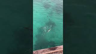 Yellowtail Kingfish on a South Australian jetty kingfish fishing hiramasa penn shimano diawa [upl. by Tengler471]