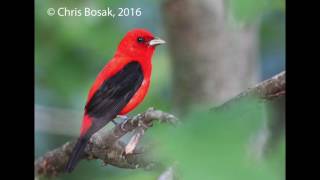 Scarlet Tanager singing [upl. by Medor]