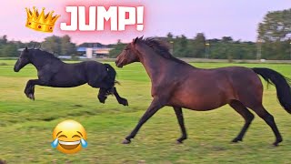 Queen👑Uniek the jumping horse🤣 Can a Friesian horse jump  Friesian Horses [upl. by Alleon]