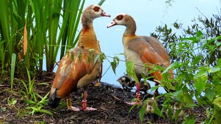 Egyptian Goose Family with 5 Goslings Egyptian geese call [upl. by Aitercal290]