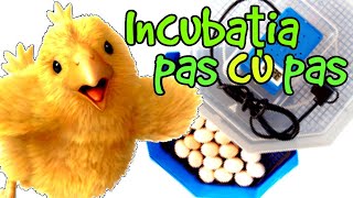 Incubarea ouălor  tutorial [upl. by Moraj405]