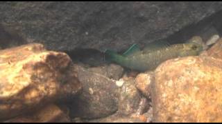 Greenfin Darter  Etheostoma chlorobranchium [upl. by Trever934]