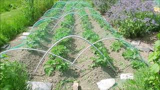 Culture des tomates en serre 15 mai et Petit tour au jardin potager Permaculture Biologique [upl. by Notsniw169]