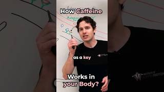 The Effects of Caffeine Explained instituteofhumananatomy shorts caffeine [upl. by Zumstein]