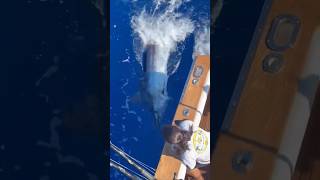 Releasing a huge marlin off Madeira [upl. by Shaeffer828]