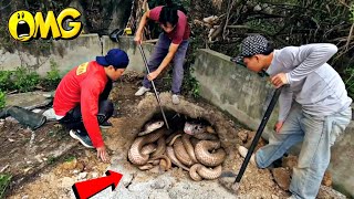 Brave Expert Catch 100 Black Cobras By Detector [upl. by Landing]