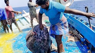 அரியவகை திருக்கை மீன்  A rare type of Batoidea Fish tamil dangerous sea fishing viral video [upl. by Htiekel]