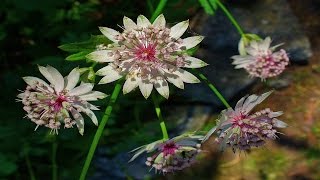 Most Beautiful Astrantia Flower Ever You Seen [upl. by Anida]