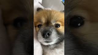 I woke up in the morning and turned over Who knows Pomeranian Pomeranian baby silly puppy cute [upl. by Chard356]