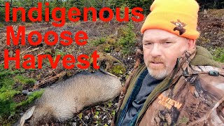 Indigenous Moose Harvest plus How to Field Dress and Skin a Moose Warning Graphic Content [upl. by Daniala608]