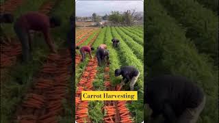 Agriculture Technology ytshorts greentechrevolution drone trending agriculture farming love [upl. by Acinorav]