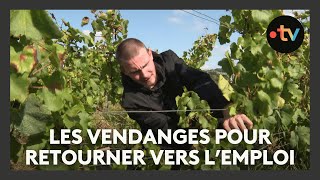 Retourner vers lemploi grâce aux vendanges [upl. by Malchy]