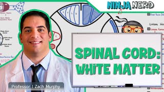 Neurology  Spinal Cord White Matter Structure amp Function [upl. by Molini687]