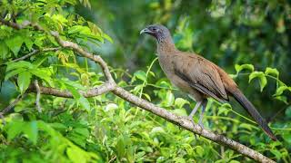 The sound of a chachalaca [upl. by Nigem461]