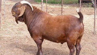 🟡 Kalahari REDS GOAT  South African  Kilifi Creek [upl. by Ferneau419]