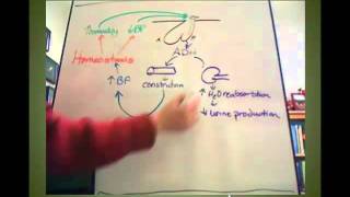 ADH Tutorial [upl. by Jewel480]