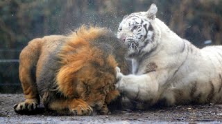 Real Fights Between Lion and Tiger Clash of the Titans [upl. by Jeremiah408]