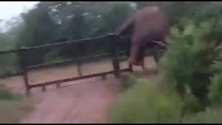 CAGED ELEPHANT BREAKS FREE [upl. by Yona]