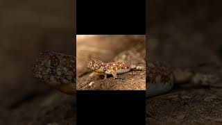 RingNecked Spitting Cobra and Common Barking Gecko [upl. by Doig805]