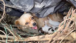 stray dog mother carries her newborn pup to the person who feeds herseeking help for her other pups [upl. by Bibi]