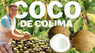 La Producción de Coco en Colima 🥥 🌴  México [upl. by Anelagna]