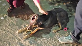 Rescue of dog with massive hole in his head [upl. by Prevot]