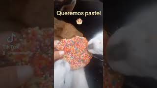 Queremos pastel animals conejo bunny rabbit mascotas pets humor cute cutebaby [upl. by Torrell]