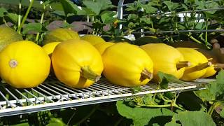 How to Harvest Harden Off and Store Spaghetti Squash [upl. by Harelda]