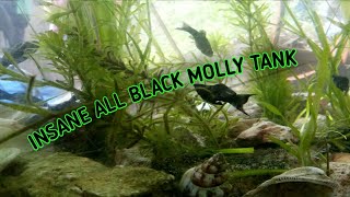 All black molly tank   Superworm colony [upl. by Herschel162]