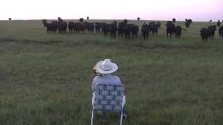 Serenading the cattle with my trombone Lorde  Royals [upl. by Ahterod]