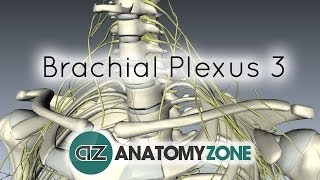 Brachial Plexus  Terminal Branches  Anatomy Tutorial [upl. by Cecilius]