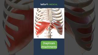 Discover the Diaphragms Attachments 🫁 MedEd highyield Anatomy usmle [upl. by Mccormac]