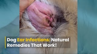 Dog Ear Infections DIY Remedies That Work [upl. by Alaric777]